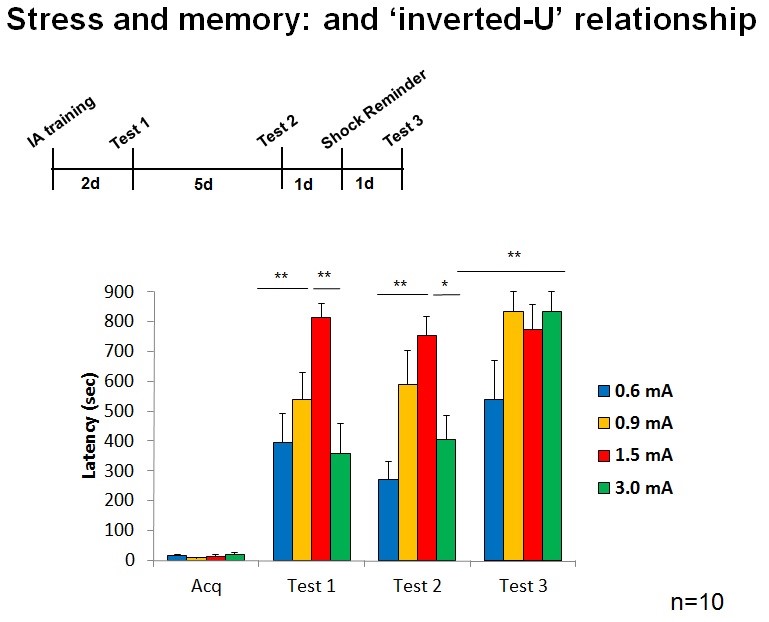 stress and memorY